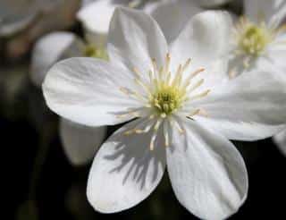 Clematis armandii isn't the hardiest, but it flowers early