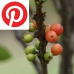 Picture related to Coffee health benefits overlaid with the Pinterest logo.