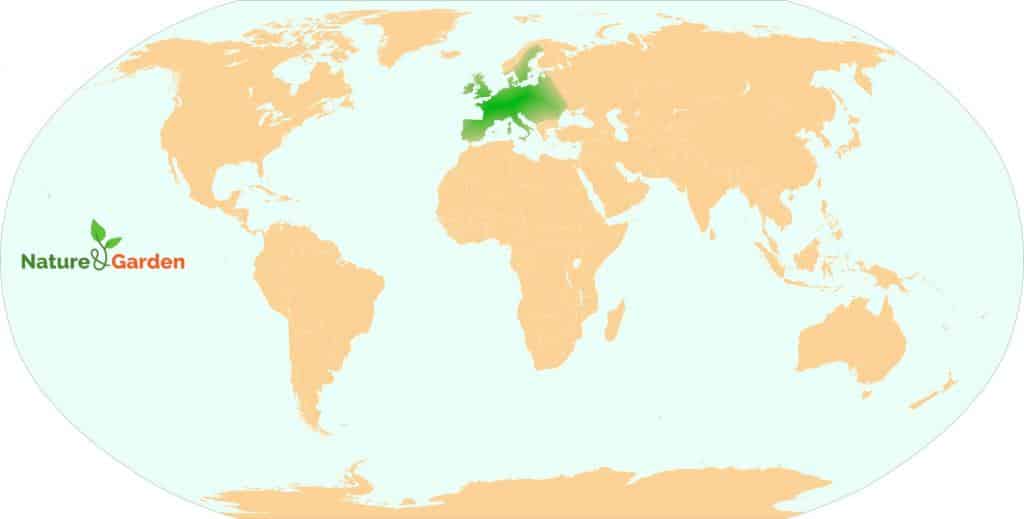 Native range of the Cytisus scoparius shrub, Scotch broom