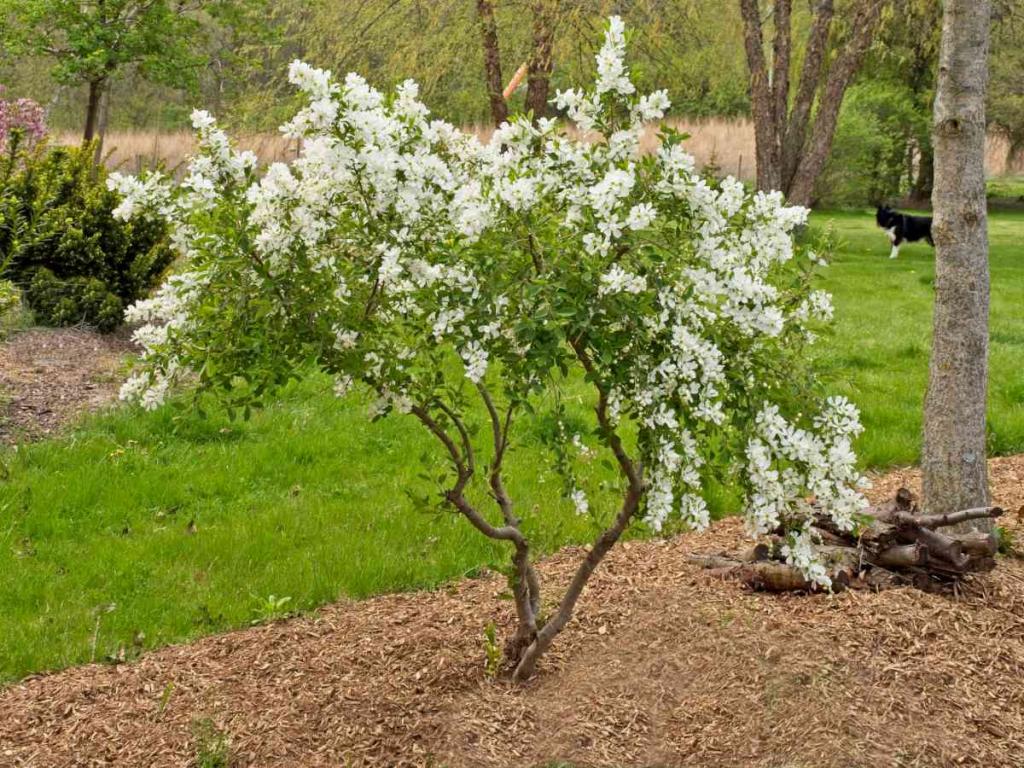 Pearl bush exochorda
