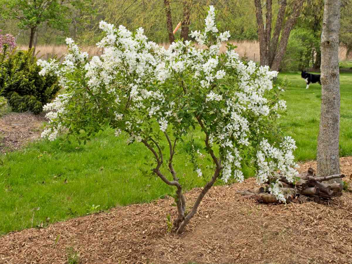 Pearl bush exochorda