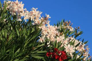 Flower hedge