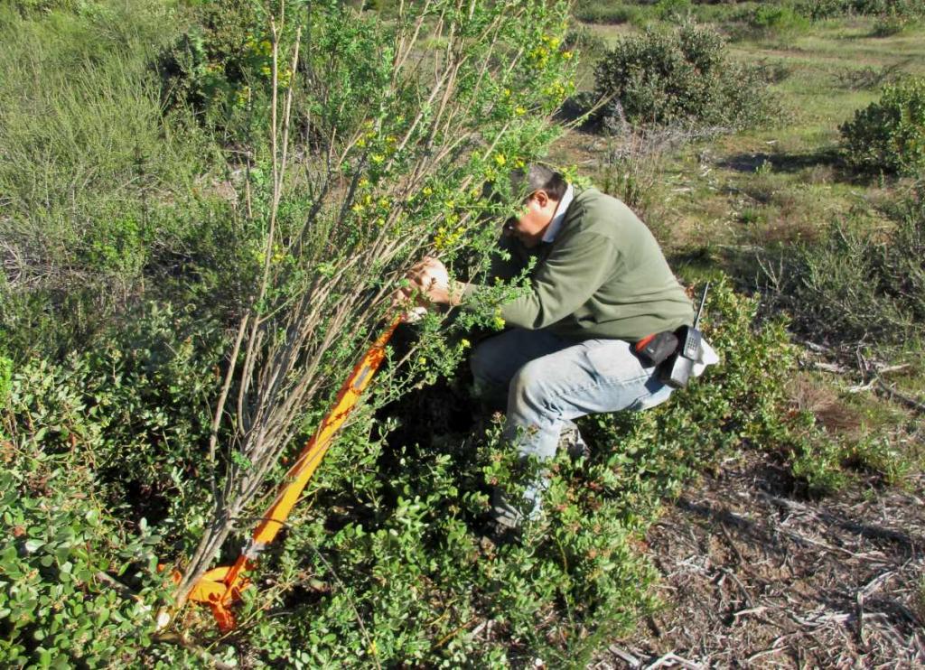 French Broom being pulled out to control this invasive plant out of its native range.