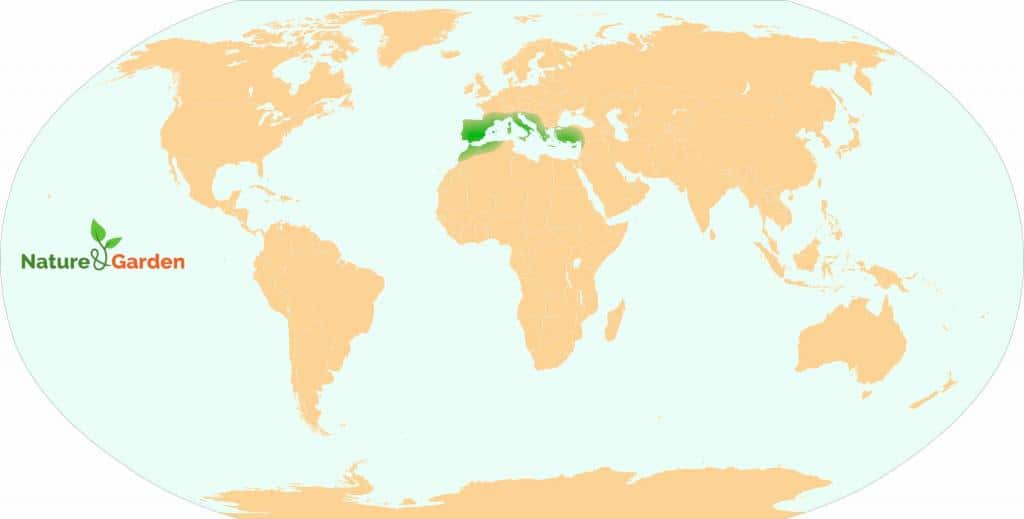 Map of the world showing the native range of French broom in green, around the Mediterrannean