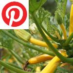 Picture related to Zucchini growing overlaid with the Pinterest logo.
