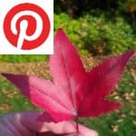 Picture related to Maple overlaid with the Pinterest logo.