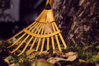 Garden tasks for november