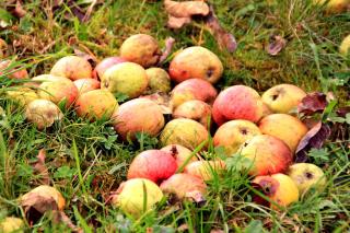 Fruits left on and under trees should be disposed of