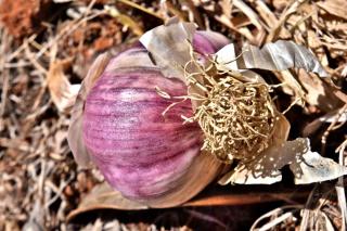 Planting garlic and other vegetables in Autumn is still possible