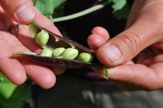 Pea harvest