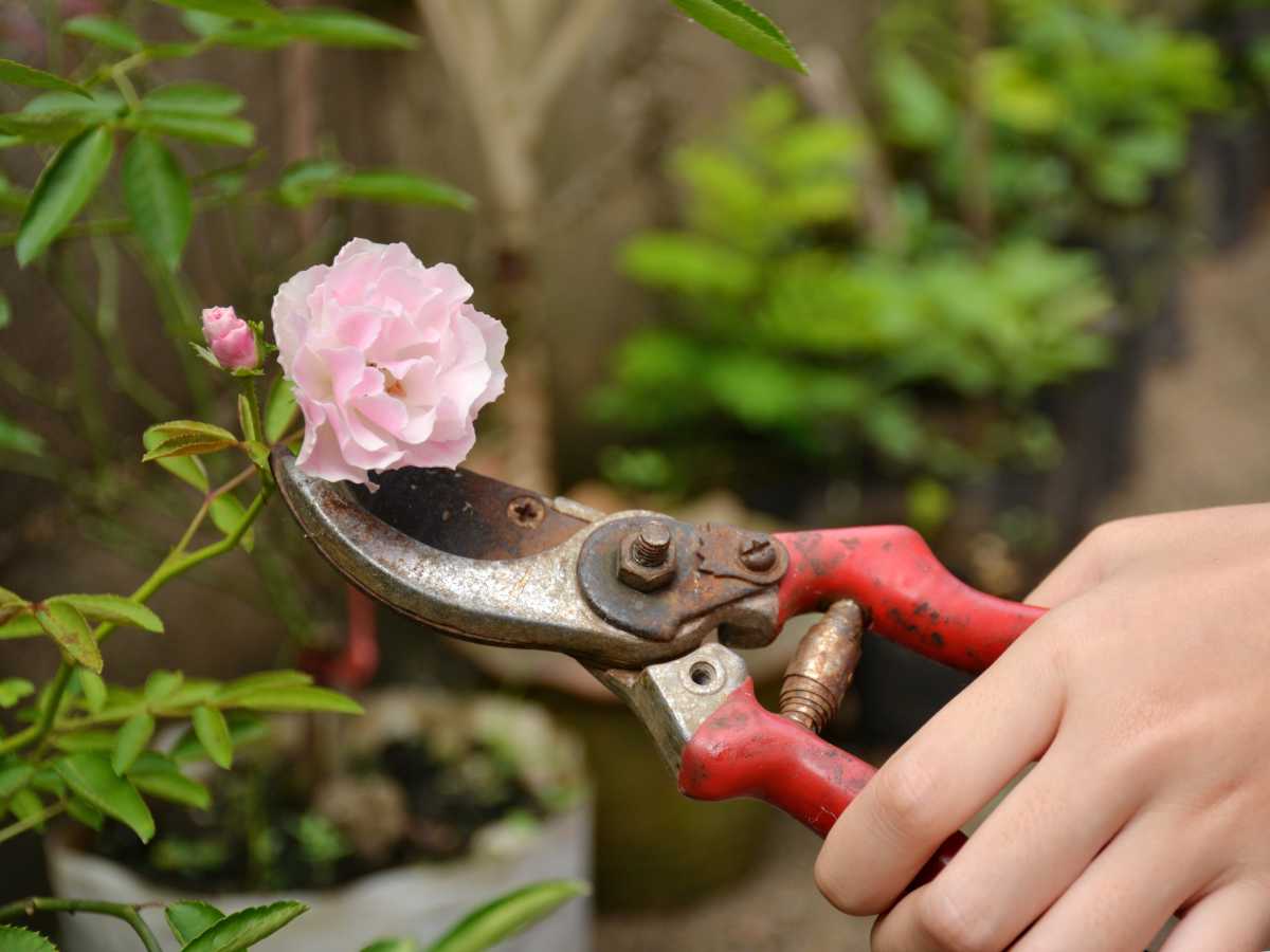 Pruning bush roses