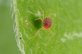 A single red spider mite on a leaf