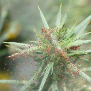 Red spider mite symptoms