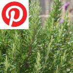 Picture related to Rosemary overlaid with the Pinterest logo.