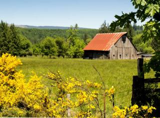 Scotch broom lining the property of a farm