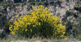 Clump of scotch broom only a few years old