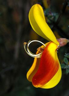 Rare red and yellow scotch broom flower