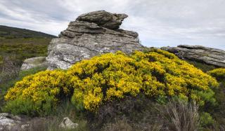 Clump of invasive scotch broom, here in its native range