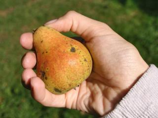 Choosing pears keeping