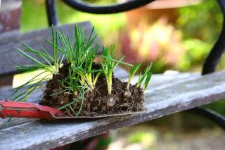 Planting bulbs, a typical november task