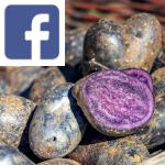 Picture related to Black vitelotte overlaid with the Facebook logo.