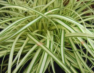 Yellow strip bordered with green edges, a magnificent grass!