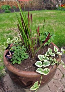 Planting imperata cylindrica in pots