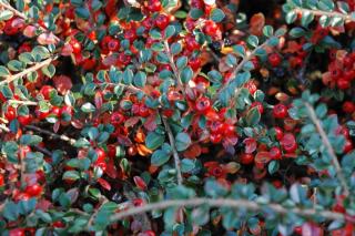 Red berries, green leaves of cotoneaster growing in the shade