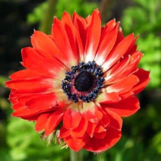 Two-color double-flowered anemone coronaria