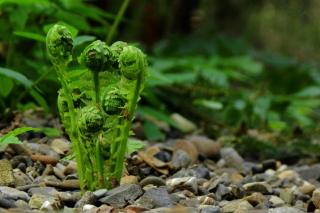 Shade plant that loves forest underbrush, ferns