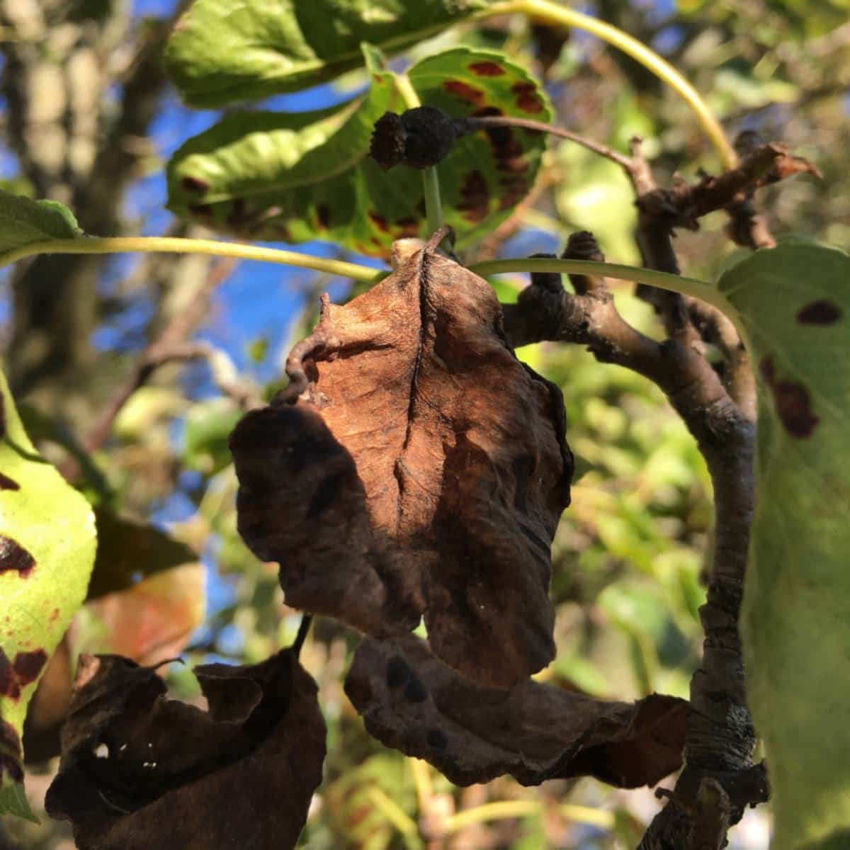 Symptoms of fire blight include red, dry leaves