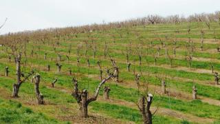 Treatment in an orchard against fireblight