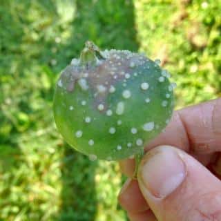 White ooze coming out of a small fruit