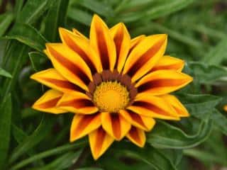 Gazania