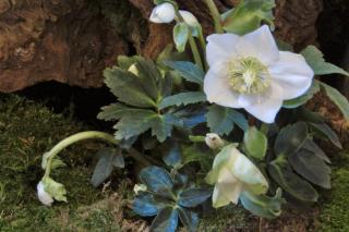 Hellebore is a famous flower for shade