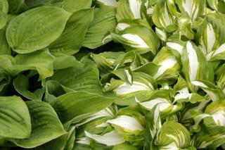 Hosta grows fine in shade