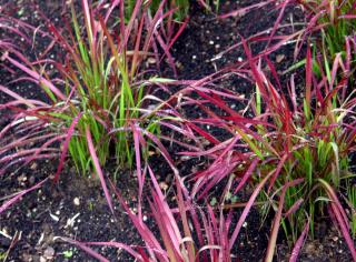 Young imperata cylindrica shoots