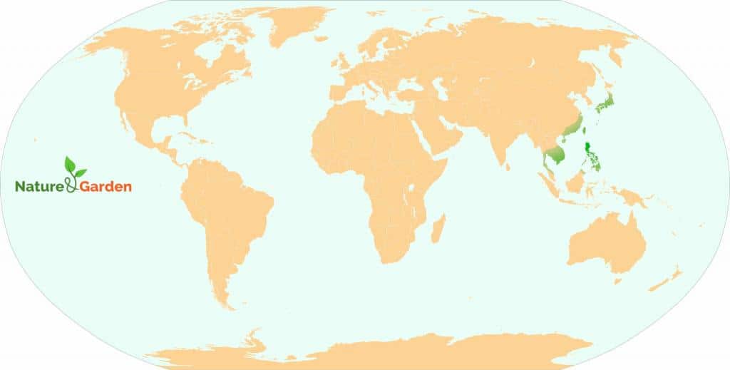 Map of the world with imperata cylindrica native areas in green, around the Philippines and in Asia