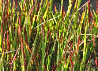 Native and invasive range of Imperata cylindrica