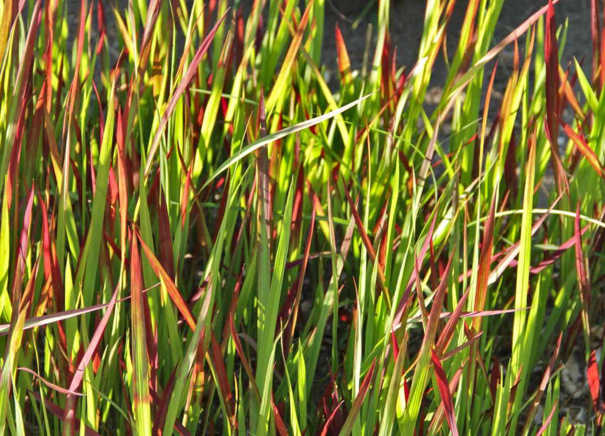 Native and invasive range of Imperata cylindrica