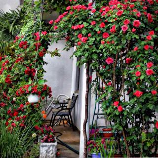 Rose garden set up in a shady courtyard