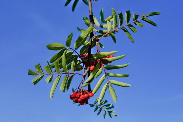 Rowan tree leaves and berries against a blue sky