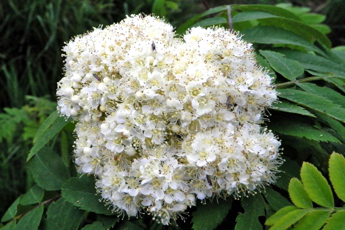 Blooming white flower cluster of the sorbus mountain ash rowan tree