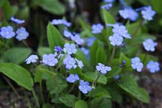 Blue flowered omphalodes in a shade portion of the garden