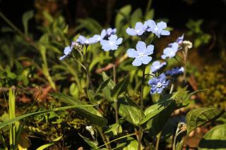 Planting omphalodes