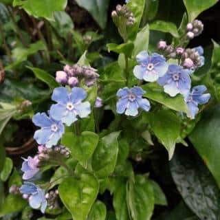 Care for Omphalodes cappadocica is simple