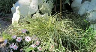 Proper care for Oshima sedge