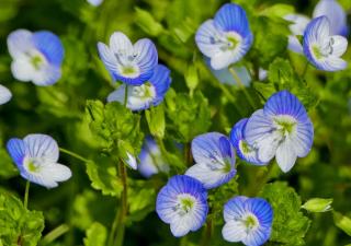 Veronica planting