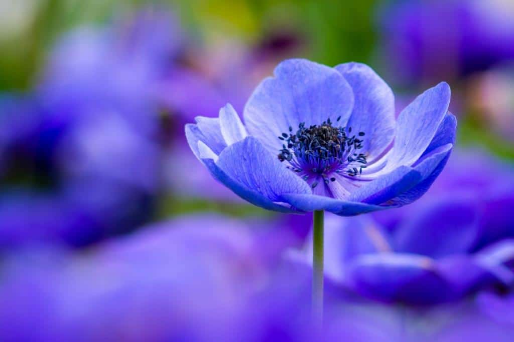 Poppy anemone is easy to care for