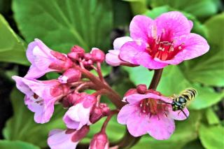 Blooms will lighten up the shade